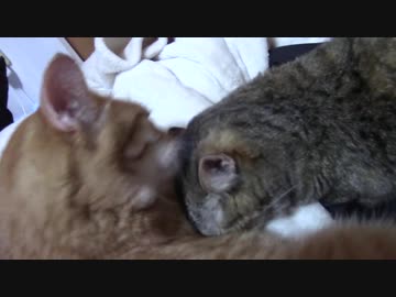 拾いねこ＠生後1938/1905日目　いちゃいちゃアコツキ。