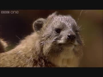 フレンズを動物ドキュメンタリーで紹介するよ part27