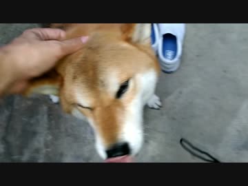 モフってくれとせがむ柴犬