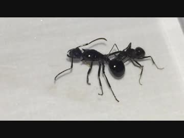 蟻戦争＃180 敵をグルーミングしてしまうクロオオアリ②編