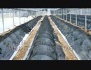 きゅうり栽培実況vol.8　やっと定植する編