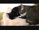 【こげつく】舐めまくりからの乱入