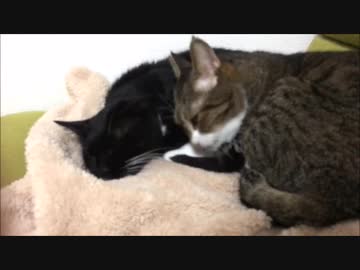 【こげつく】舐めまくりからの乱入