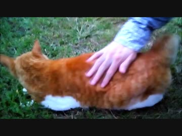 茶白猫がモフらせてくれました　ねこもふ１