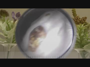 プロの耳掃除キャプチャー19