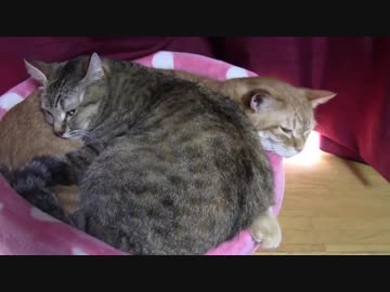 拾いねこ＠生後1940/1907日目　猫団子。