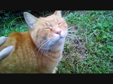 優しい笑顔の茶トラ猫　ねこもふ２