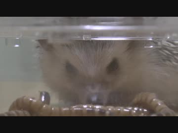 ハリ活.vol 18 ~もち子の本気~