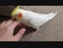 [ムギちゃん]キレるオカメインコ angry bird