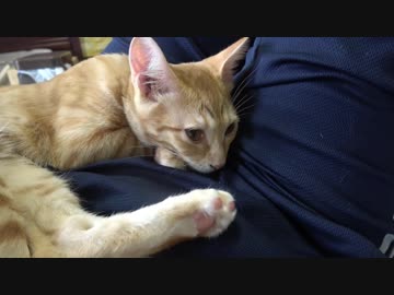 おひざから降りてくれない子猫様。