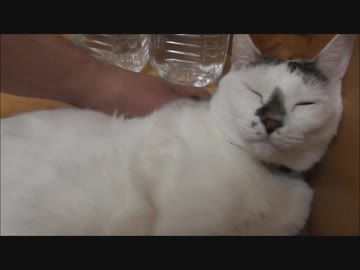 優しくマッサージされて桃源郷を感じながらバレルロールを魅せつける猫