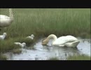 メディブリッジ　白鳥の赤ちゃん恐る恐る水に入る