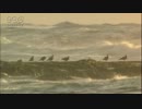 平社員青山清利　荒い波の中たたずむ鳥たち