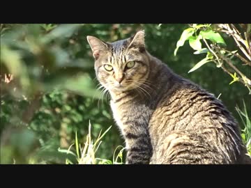 若王子のねこ【其の一】