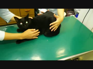 【チトセ君(4)】膀胱炎！圧迫排尿や洗濯ネットそして注射