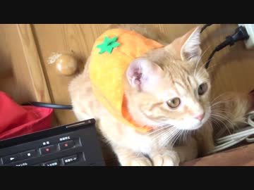 ハロウィンでみかんになった子猫。