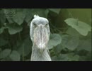 平社員青山清利 ボーとしてから我に返る鳥
