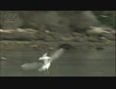石黒鶏太　水に潜って一瞬で魚をGET