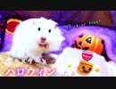 【ハム動画】ハムスターとハロウィンしたよ！
