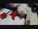 ハロウィン仮装でバンザイ猫デビルバージョンになってもらった