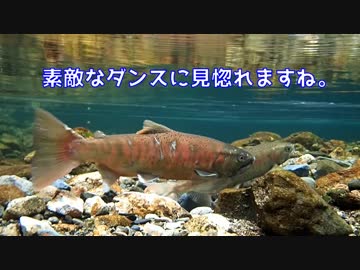 【40ｃｍ】釣りキチが大イワナ＆大ヤマメの産卵を覗く！(2017 Ver.)