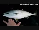 【berutanサブコミュ】オッチャンさんの釣果　10/27