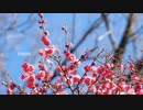 ドアーズ 歌ってみました。ver.染