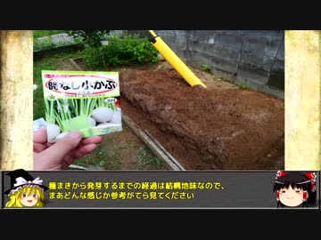 【小かぶ】バイク乗りが始める 家庭菜園【その２】