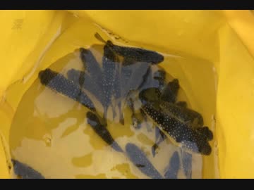 釣り動画ロマンを求めて 99釣目（葉山港：前編)