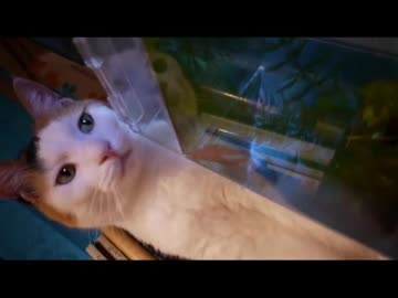 きょうもあしたも、ねこねこ動画２7