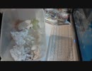 ゴキブリを飼育してみた【レッドローチ】　飼育１日目