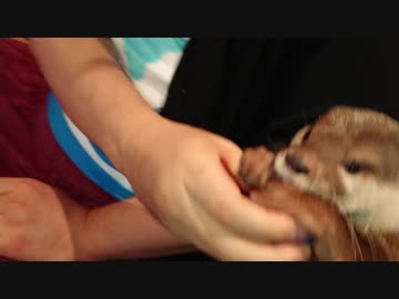 〔犬みたいなカワウソ〕ボールを投げたら取ってくるちぃたん☆