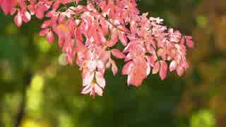 武井雅人 紅葉の秋