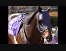 【ウイニングポスト8 2015】女馬主と早世馬の新世界【実況プレイ】260
