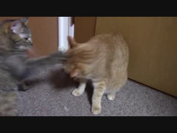 拾いねこ＠生後1944/1911日目　今日はふみる気分じゃないそうです。