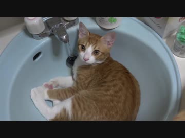 洗面台を使わせてくれない子猫。