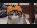 みかん猫