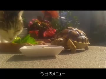 2017.11.2 ある日の沙原さん②　玄関放牧（外）