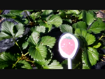 本気農業　「いちご」つくって400万稼ぐ　その6.5 実況解説