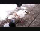 WINTER COMES AROUND(冬の一日) (CAROLより)　TM NETWORK