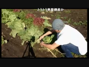 家庭菜園　ごじゃっぺ農園部　白菜　サニーレタス　グリーンカール