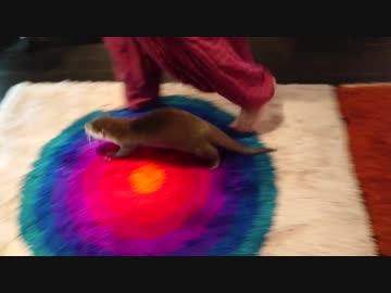 抱っこを焦らしたら、寂しさ限界突破で泣き喚いてしまうちぃたん☆