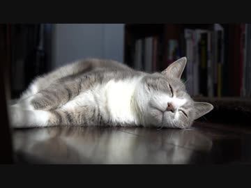 【モアクリ】 ポカポカ争奪戦