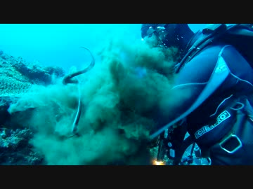 【雨女の旅動画】 神津島ダイビング 【其の参】