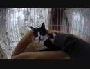 【Jean & Pont 656】怖がりの保護猫はケージを降りないので撫でる