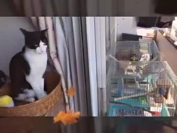 インコ &ネコ みんなで日光浴