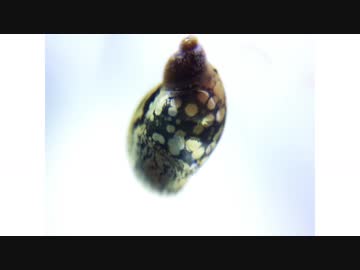 アクアジオラマ 3作目 ～姫物洗貝水槽