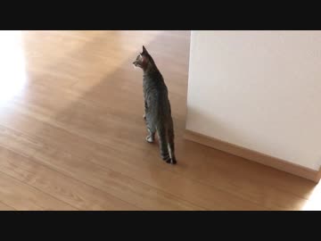 【新居】リビングの広さに腰を抜かしてしまう猫！【へっぴり腰】