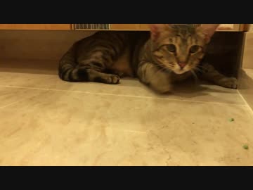 新居でティガーが早くも引きこもり？ 【新部屋紹介】