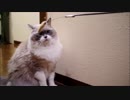 私は壁紙を捧げます